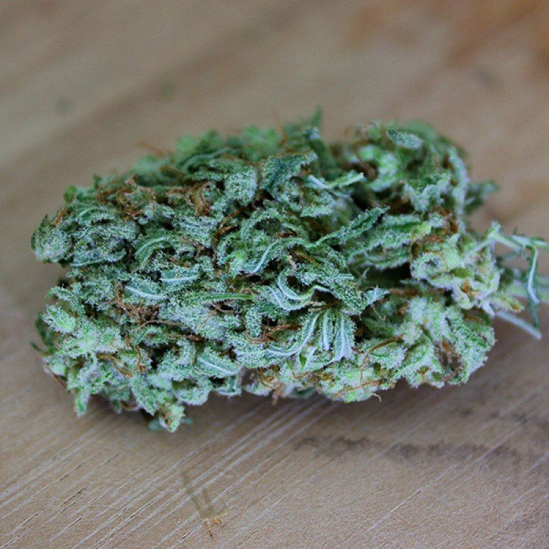 Sumo Seeds - The Cinderella's (fem.)