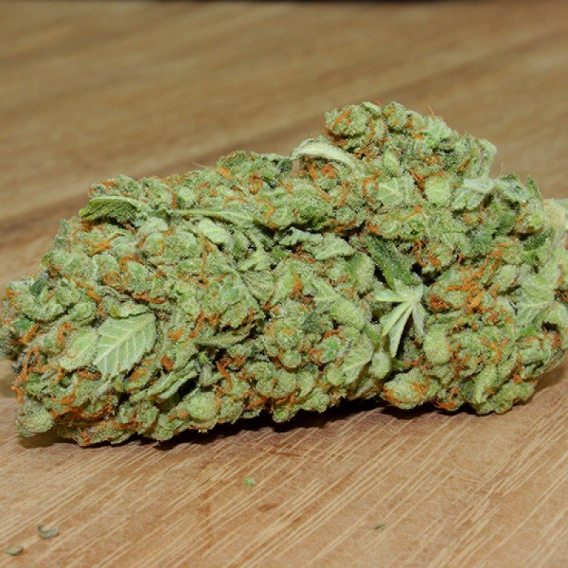Sumo Seeds - Thunderstruck (fem.)