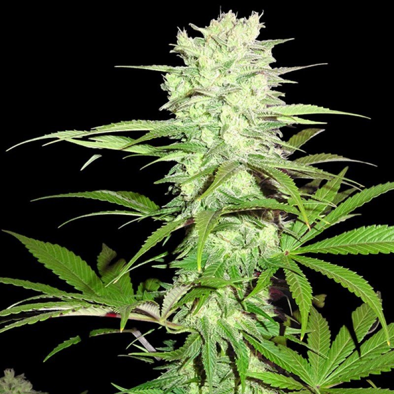 Sumo Seeds - Thunderstruck (fem.)