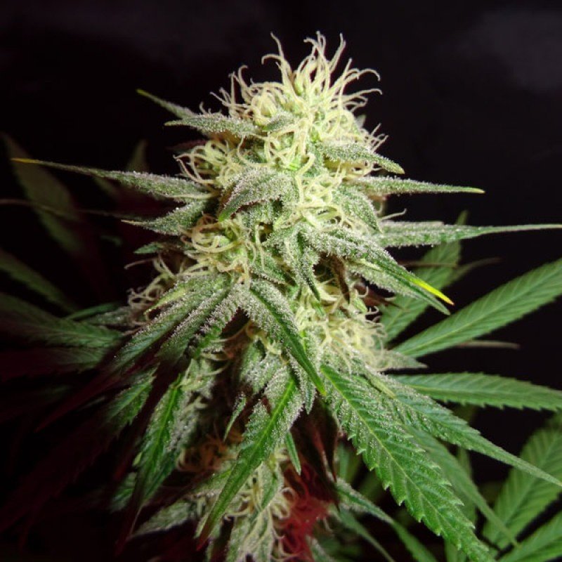 Sumo Seeds - Thunderstruck (fem.)
