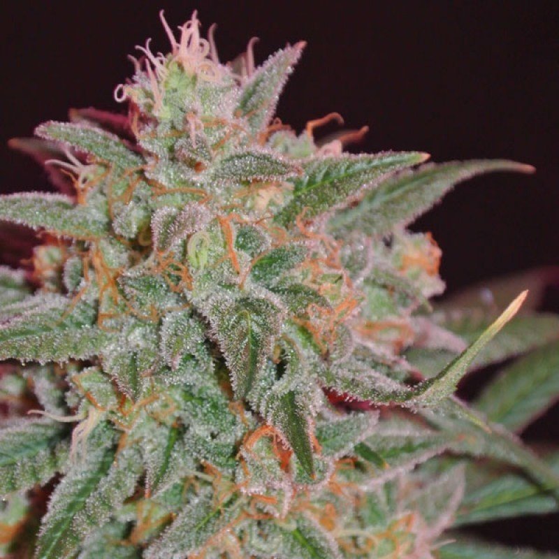 Sumo Seeds - Thunderstruck (fem.)