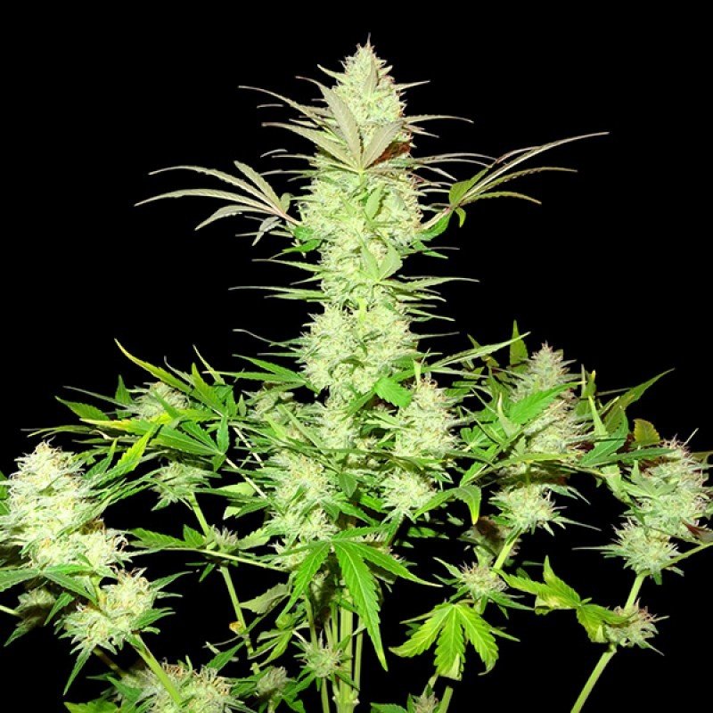 Sumo Seeds - Ultimate AK (fem.)