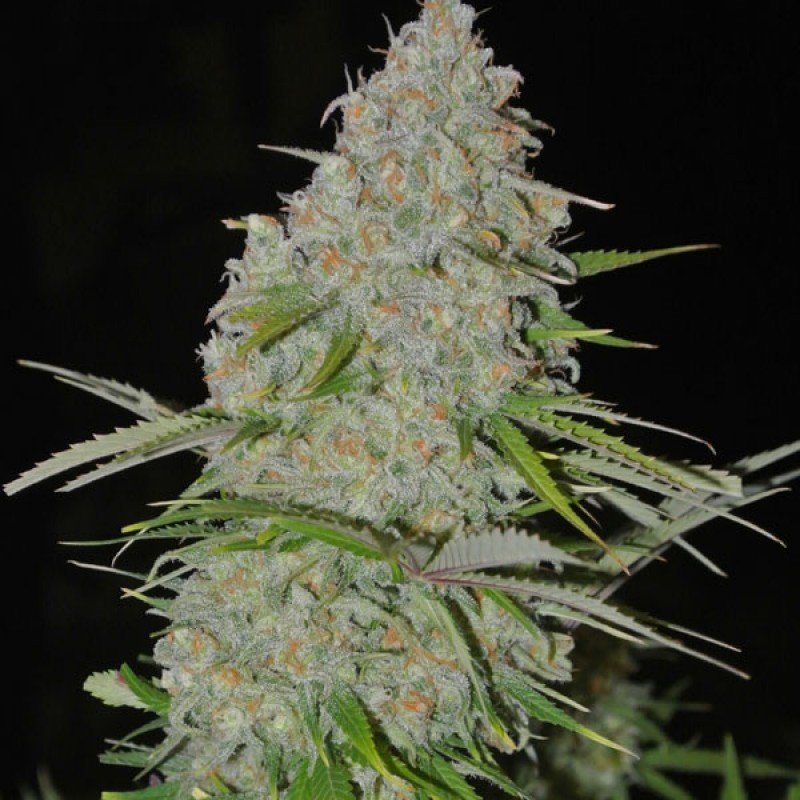 Sumo Seeds - Ultimate AK (fem.)