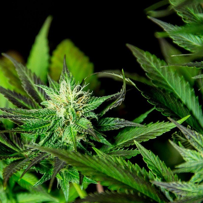 Sumo Seeds - White Widow Original (fem.)