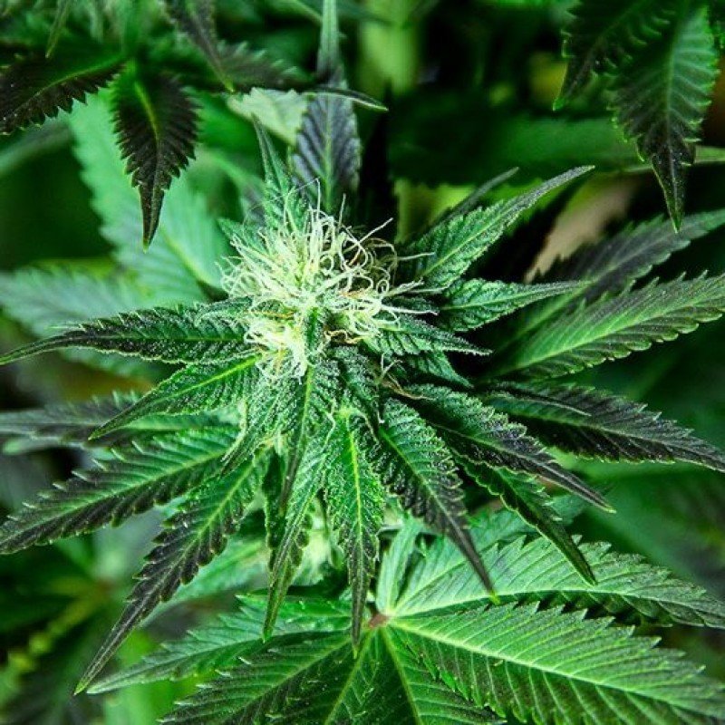 Sumo Seeds - White Widow Original (fem.)