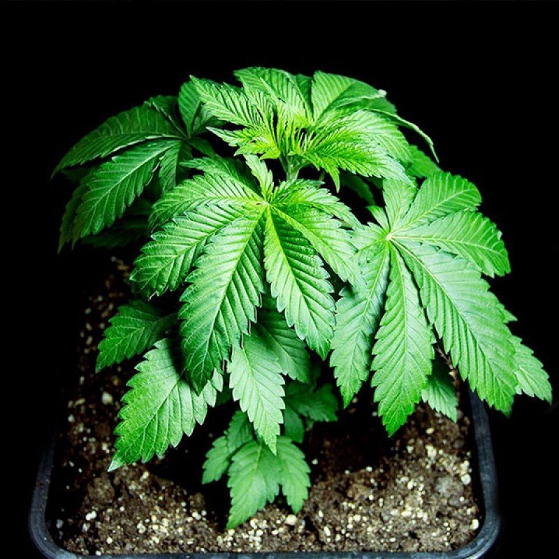 Sumo Seeds - White Widow Original (fem.)