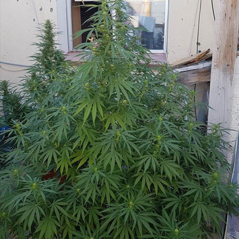 Sumo Seeds - White Widow Original (fem.)