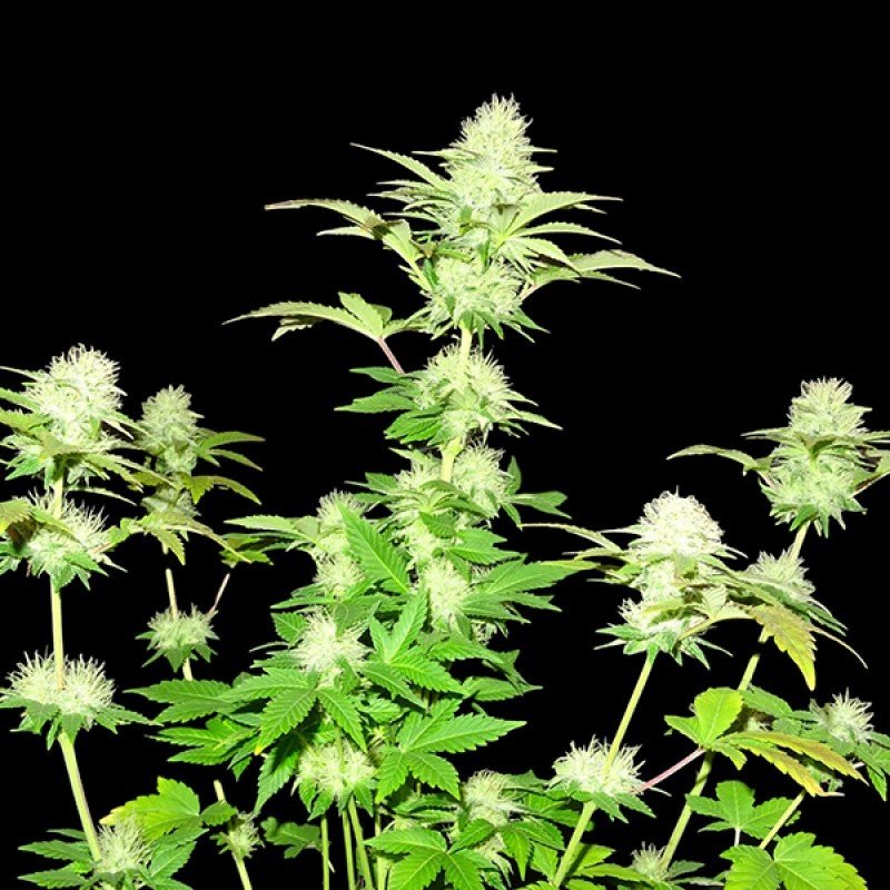 Sumo Seeds - White Widow Original (fem.)