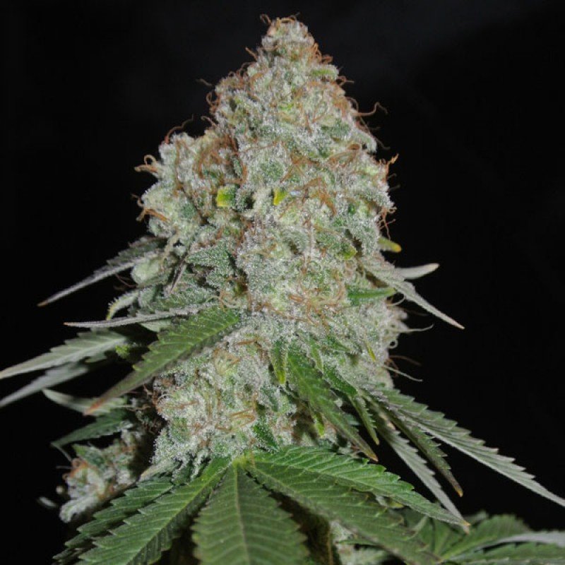 Sumo Seeds - White Widow Original (fem.)