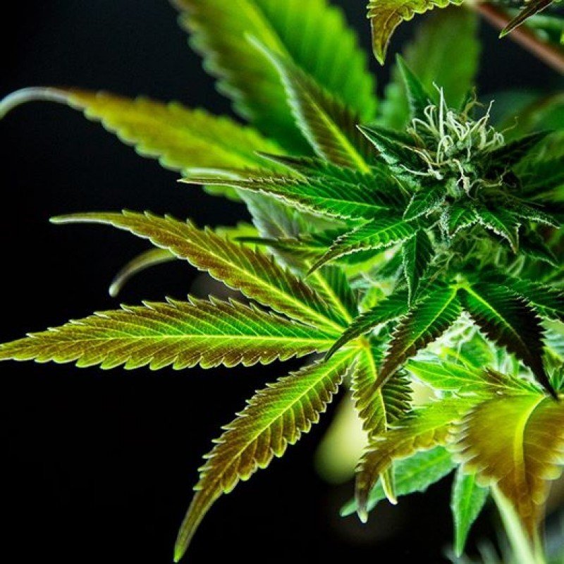 Sumo Seeds - White Widow Original (fem.)