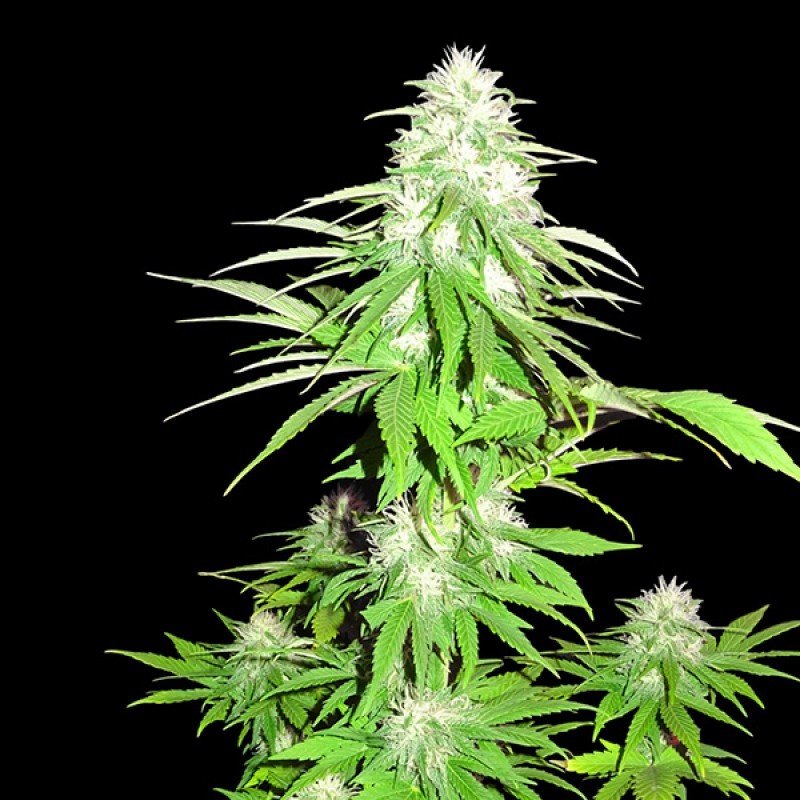 Sumo Seeds - Zombie Haze (fem.)