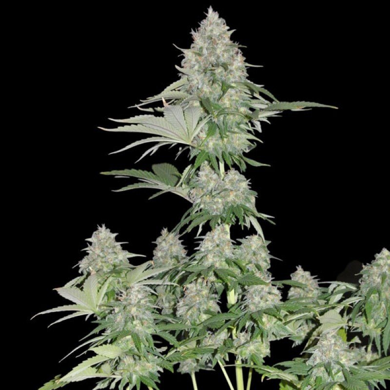 Sumo Seeds - Zombie Haze (fem.)
