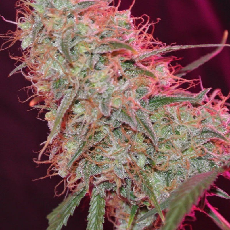 Sumo Seeds - Zombie Haze (fem.)