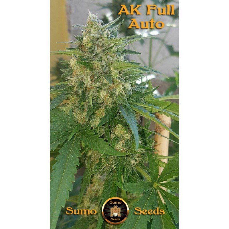 Sumo Seeds - AK Full Auto (auto/fem.)