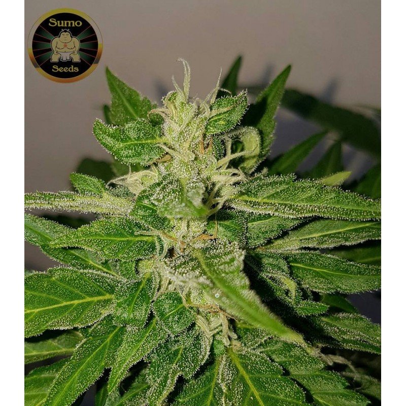 Sumo Seeds - Deep Purple Haze Auto (auto/fem.)