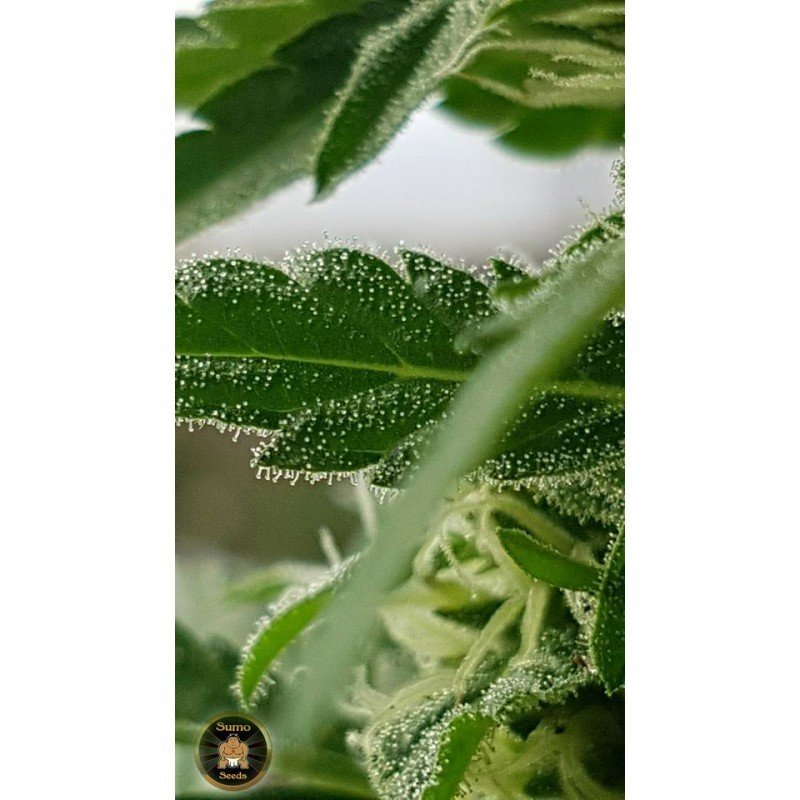 Sumo Seeds - Deep Purple Haze Auto (auto/fem.)