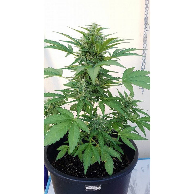 Sumo Seeds - Deep Purple Haze Auto (auto/fem.)