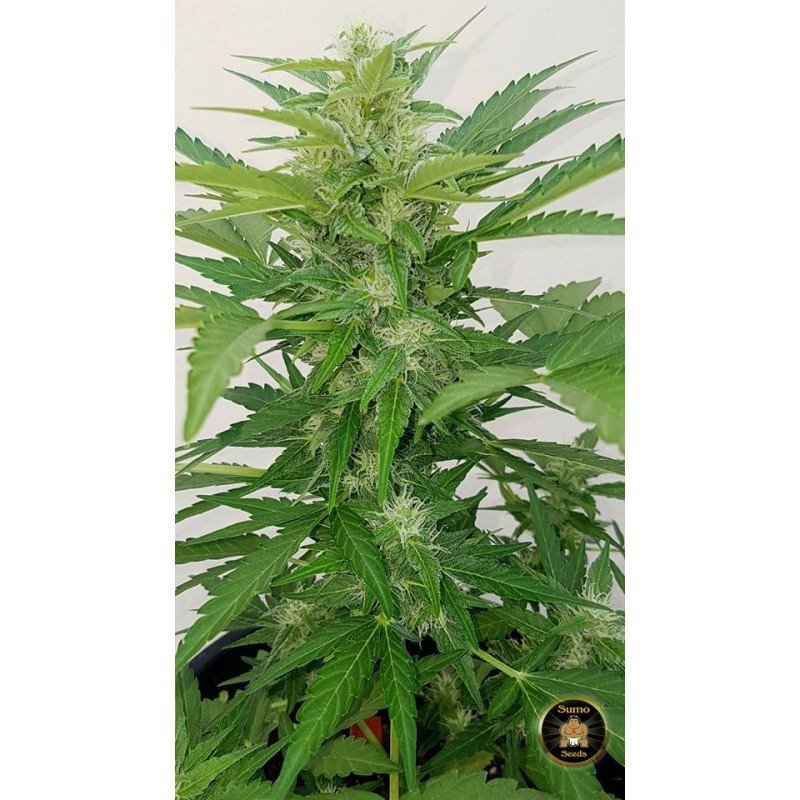 Sumo Seeds - Deep Purple Haze Auto (auto/fem.)