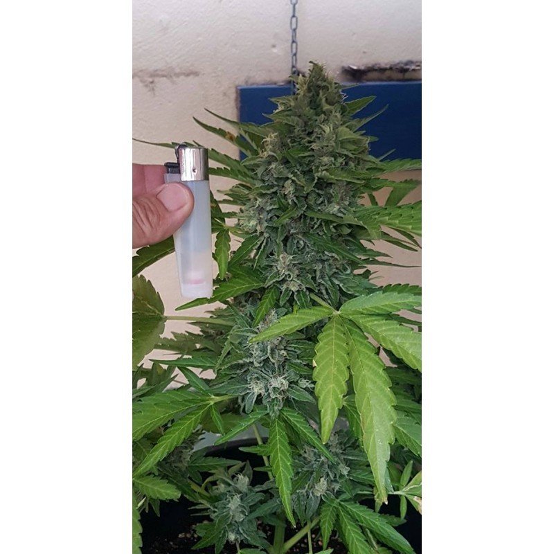 Sumo Seeds - Deep Purple Haze Auto (auto/fem.)
