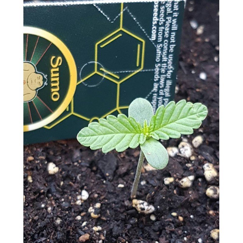 Sumo Seeds - Deep Purple Haze Auto (auto/fem.)