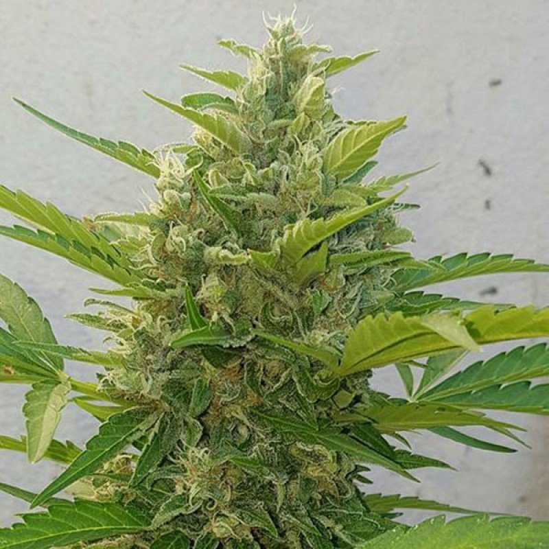 Sumo Seeds - Deep Purple Haze Auto (auto/fem.)