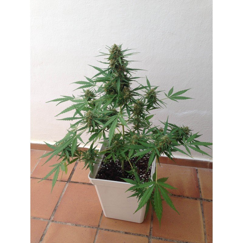 Sumo Seeds - Impala 64 Haze Auto (auto/fem.)