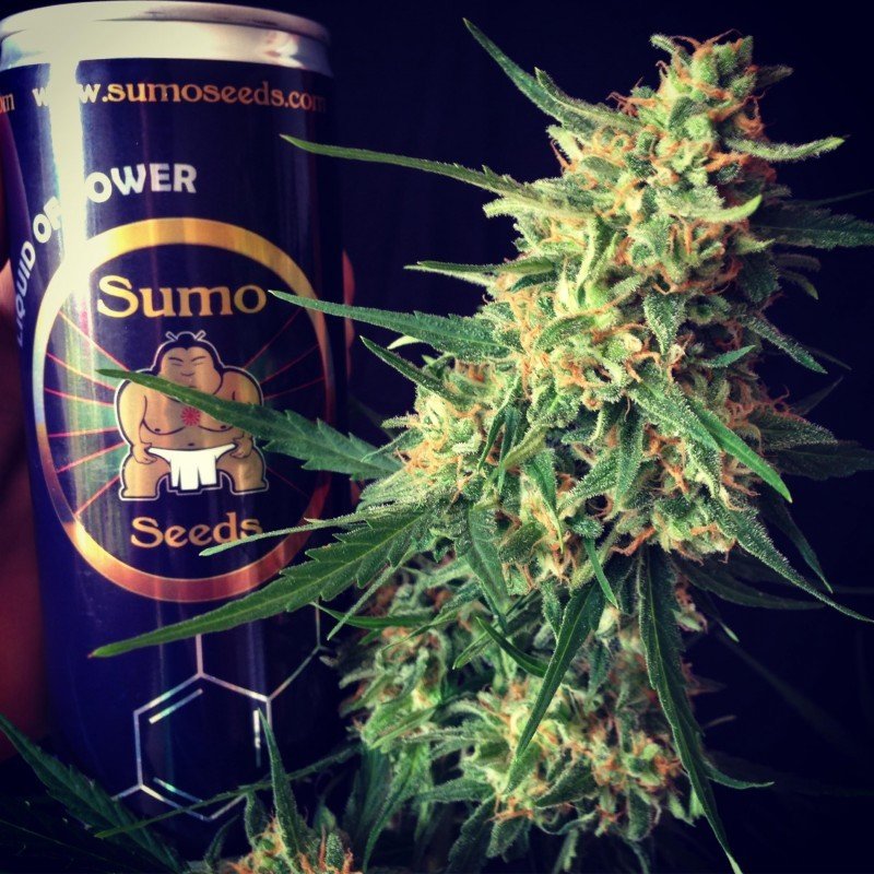 Sumo Seeds - Impala 64 Haze Auto (auto/fem.)
