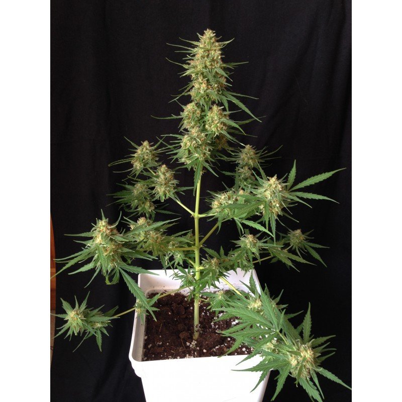 Sumo Seeds - Impala 64 Haze Auto (auto/fem.)