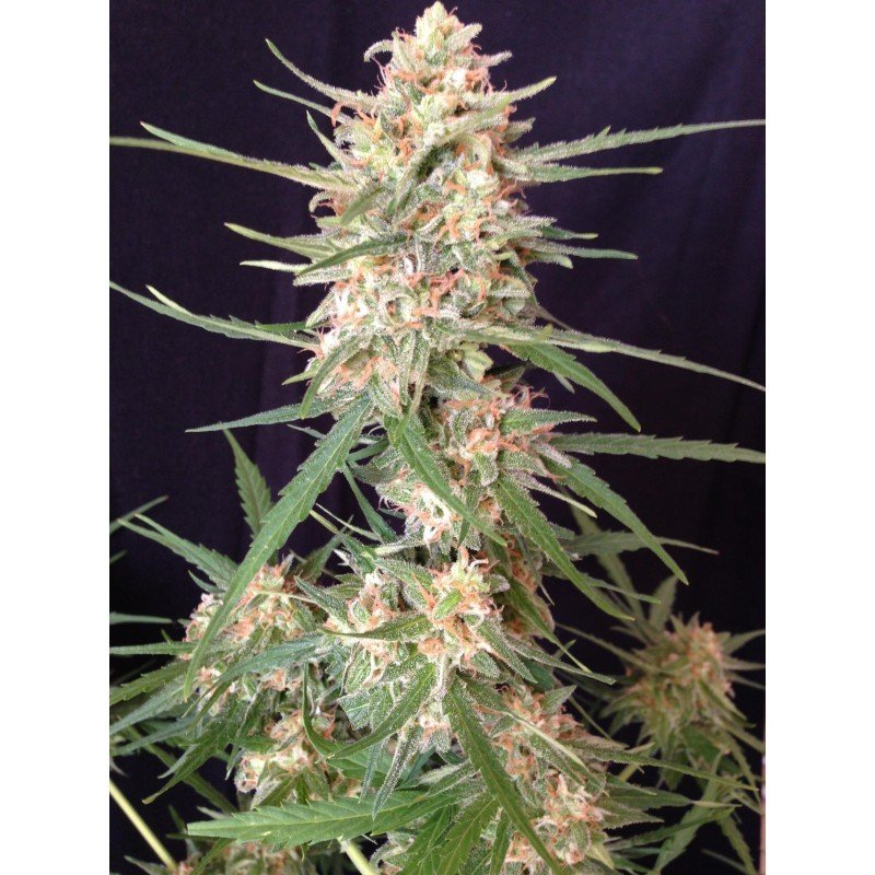 Sumo Seeds - Impala 64 Haze Auto (auto/fem.)