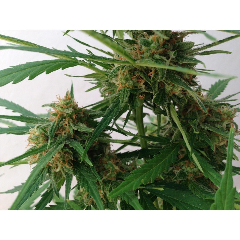 Sumo Seeds - Impala 64 Haze Auto (auto/fem.)