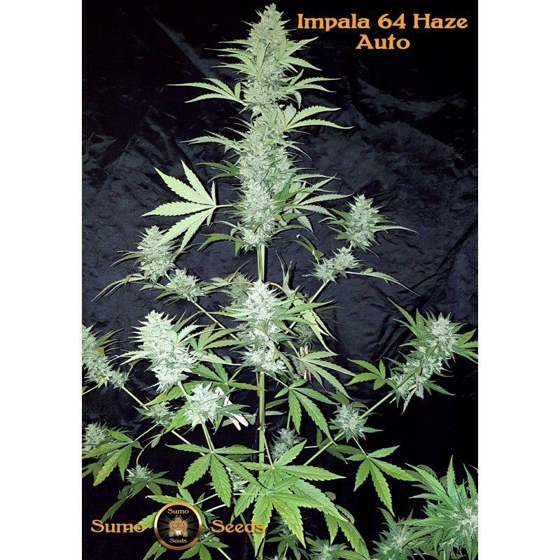 Sumo Seeds - Impala 64 Haze Auto (auto/fem.)