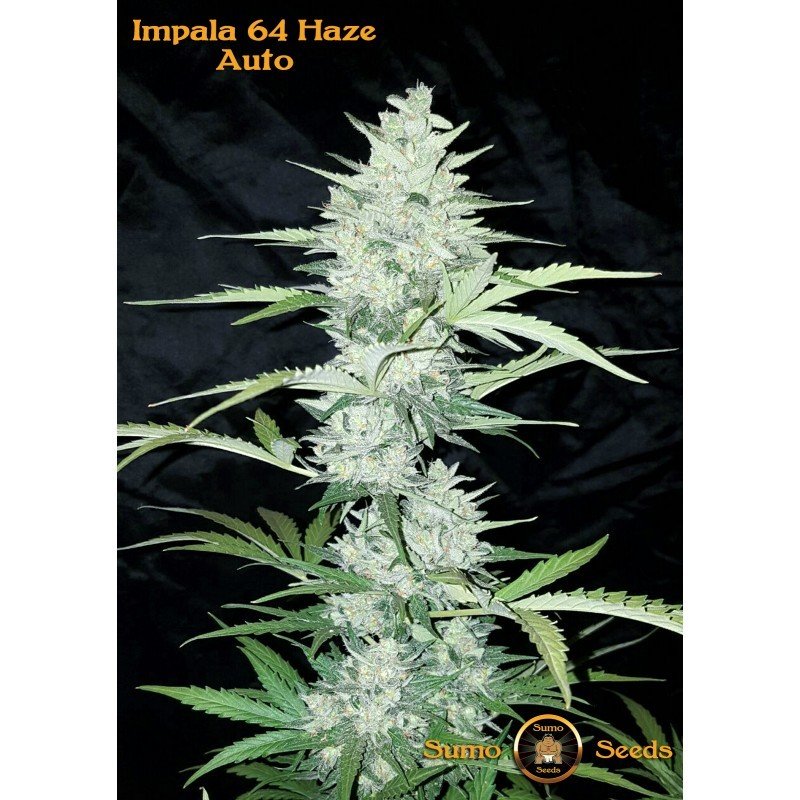 Sumo Seeds - Impala 64 Haze Auto (auto/fem.)