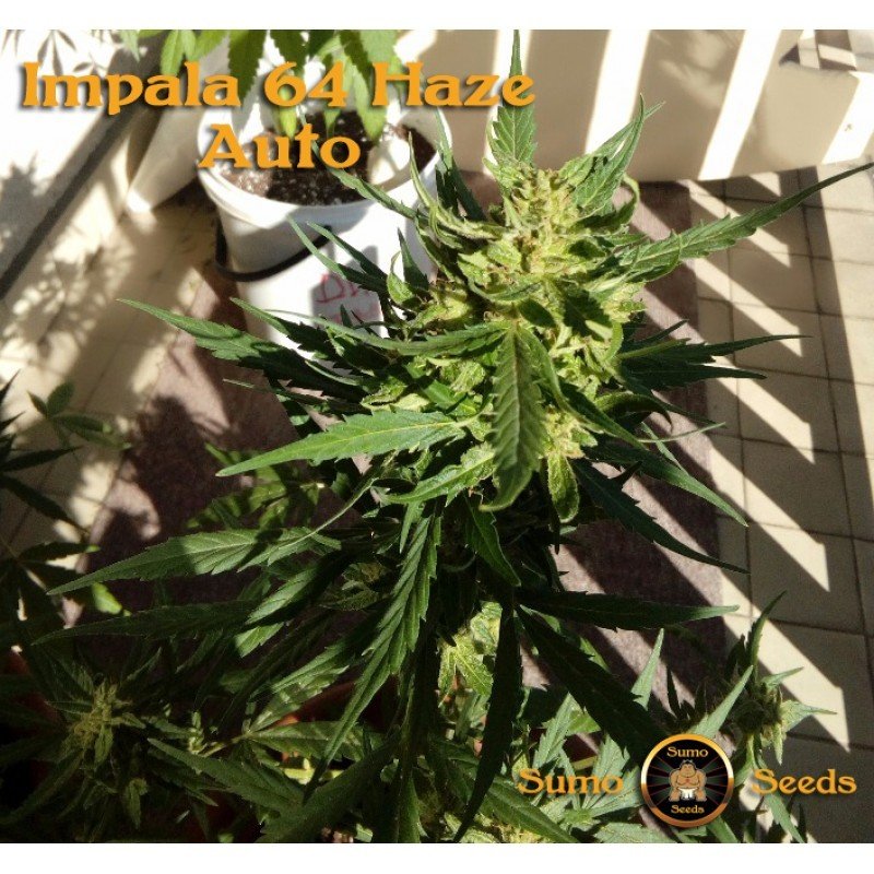Sumo Seeds - Impala 64 Haze Auto (auto/fem.)