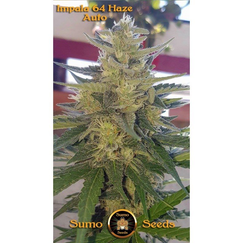 Sumo Seeds - Impala 64 Haze Auto (auto/fem.)