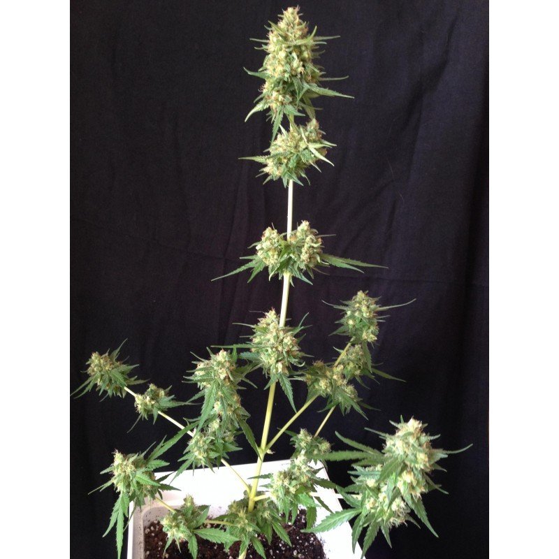 Sumo Seeds - Sumo's OG Kush Auto (auto/fem.)
