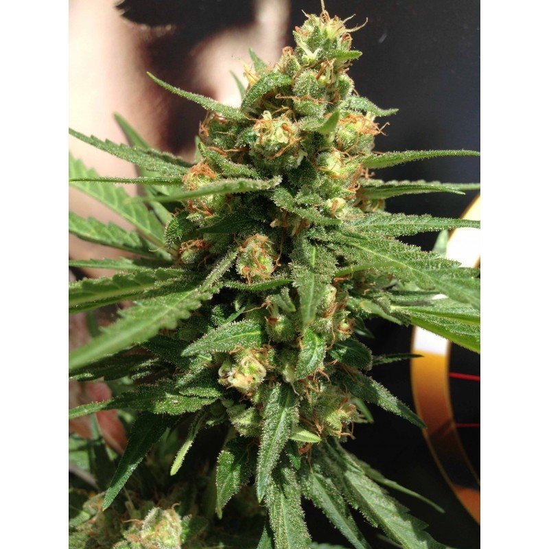 Sumo Seeds - Sumo's OG Kush Auto (auto/fem.)
