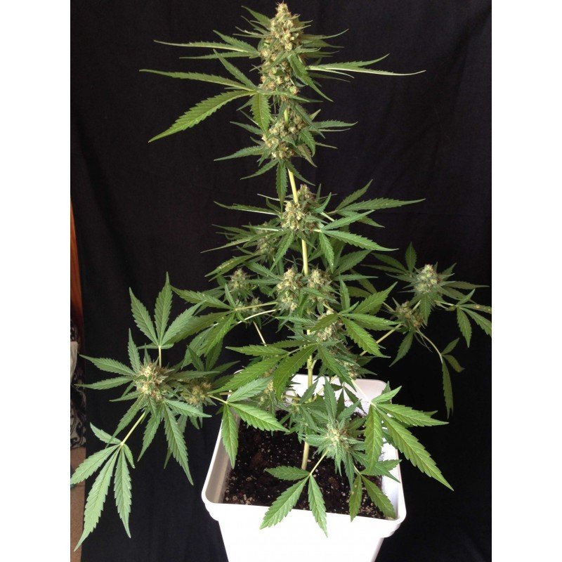 Sumo Seeds - Sumo's OG Kush Auto (auto/fem.)
