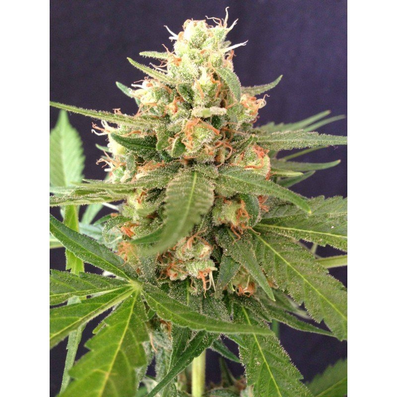 Sumo Seeds - Sumo's OG Kush Auto (auto/fem.)