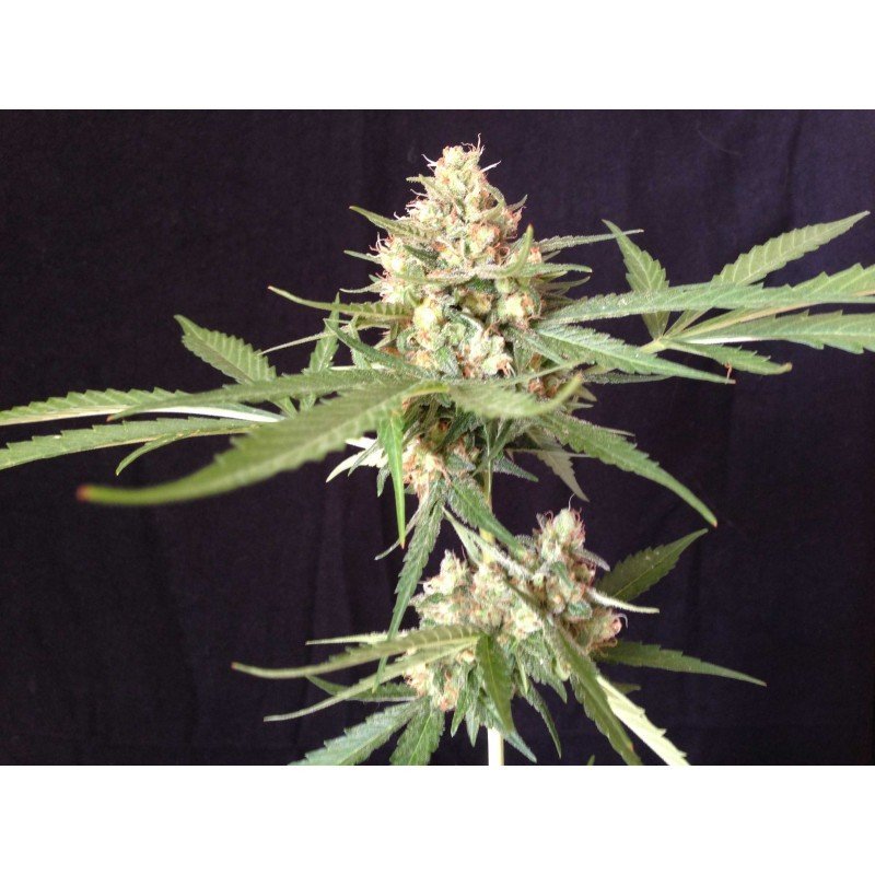 Sumo Seeds - Sumo's OG Kush Auto (auto/fem.)