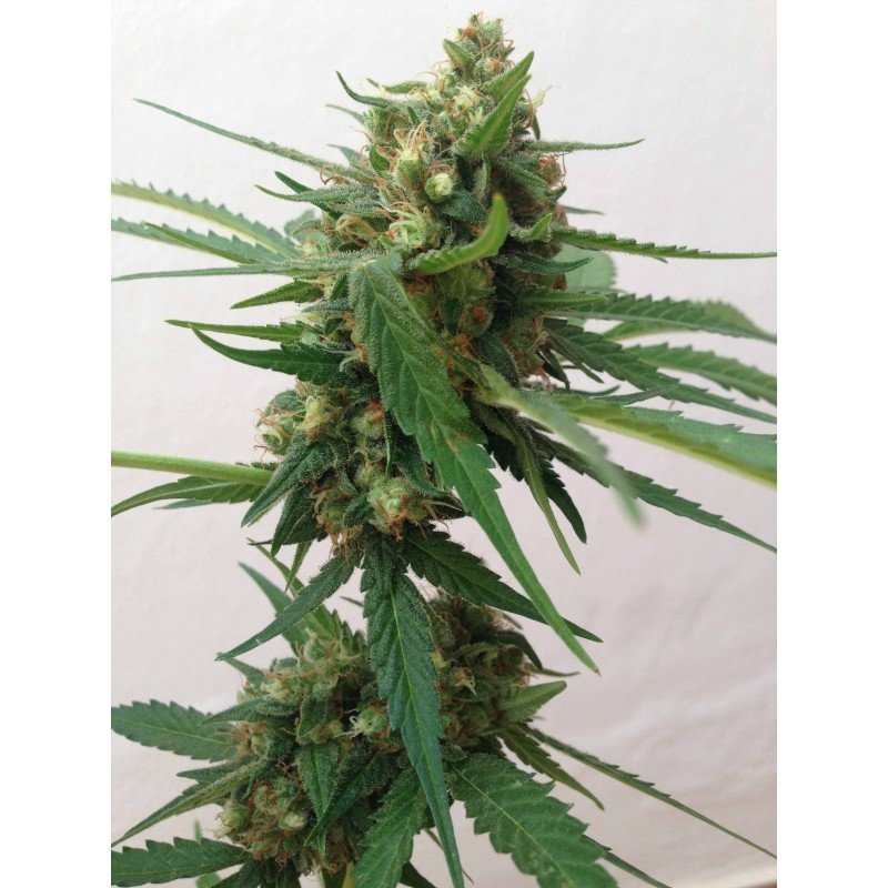 Sumo Seeds - Sumo's OG Kush Auto (auto/fem.)