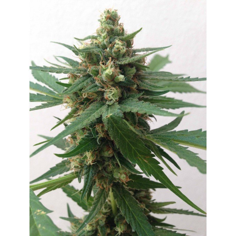 Sumo Seeds - Sumo's OG Kush Auto (auto/fem.)