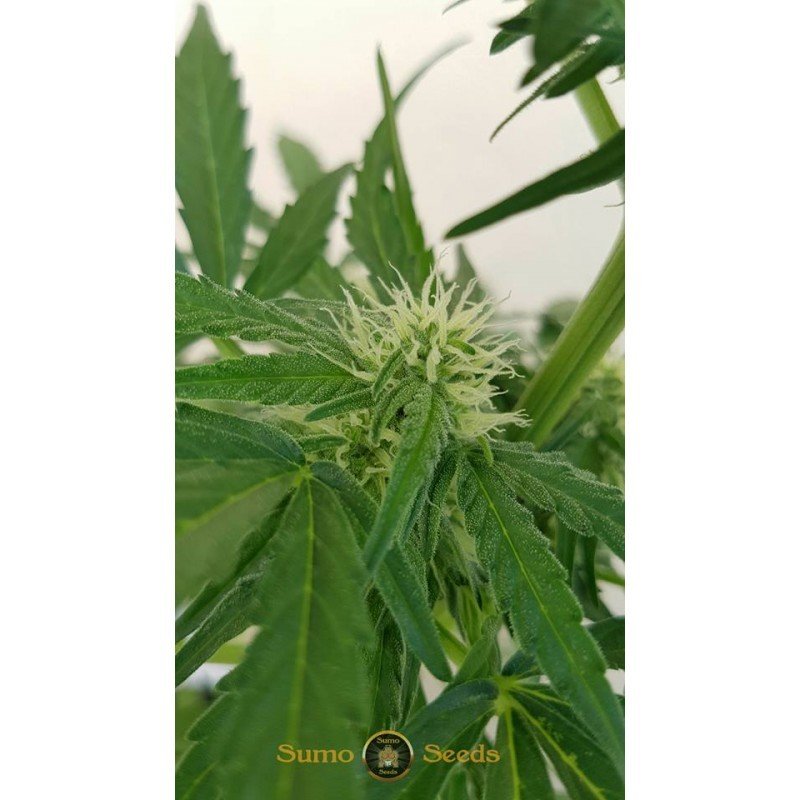 Sumo Seeds - White Cheese Auto (auto/fem.)