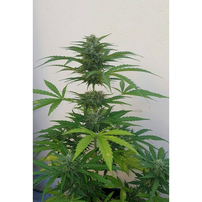 Sumo Seeds - White Cheese Auto (auto/fem.)
