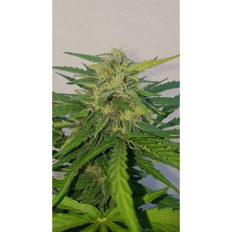 Sumo Seeds - White Cheese Auto (auto/fem.)