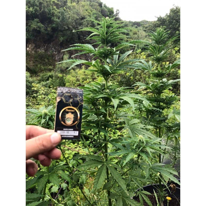 Sumo Seeds - White Cheese Auto (auto/fem.)