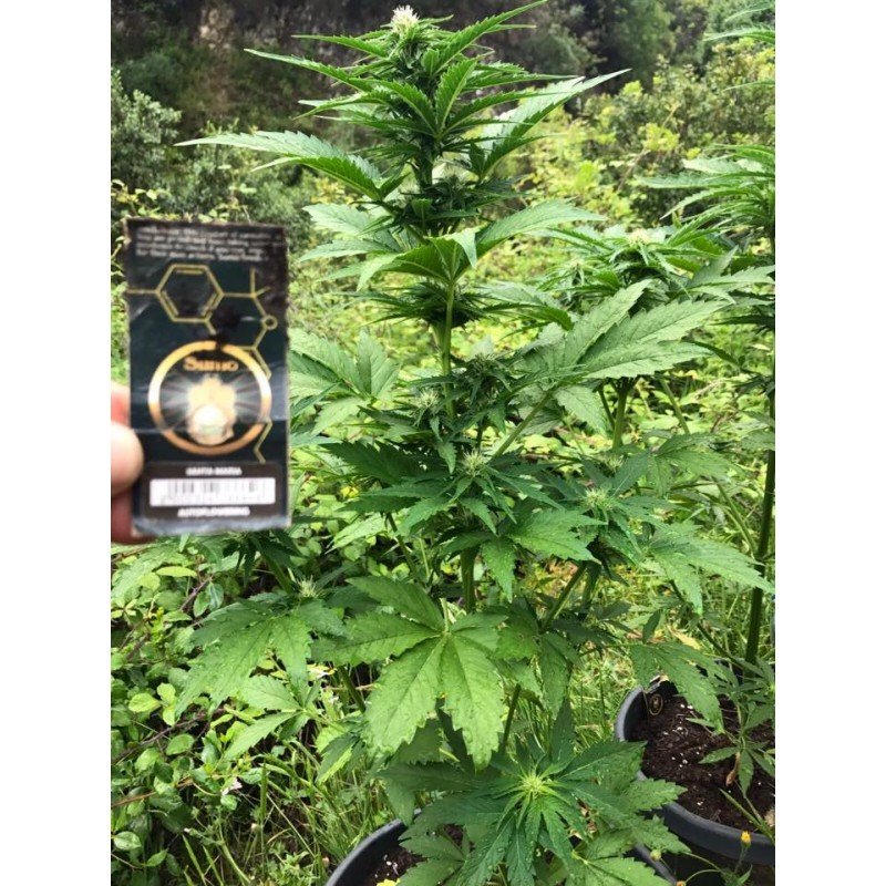 Sumo Seeds - White Cheese Auto (auto/fem.)
