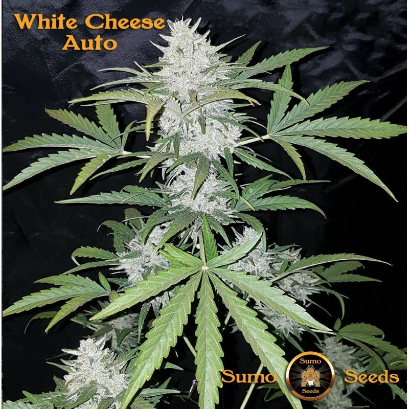 Sumo Seeds - White Cheese Auto (auto/fem.)