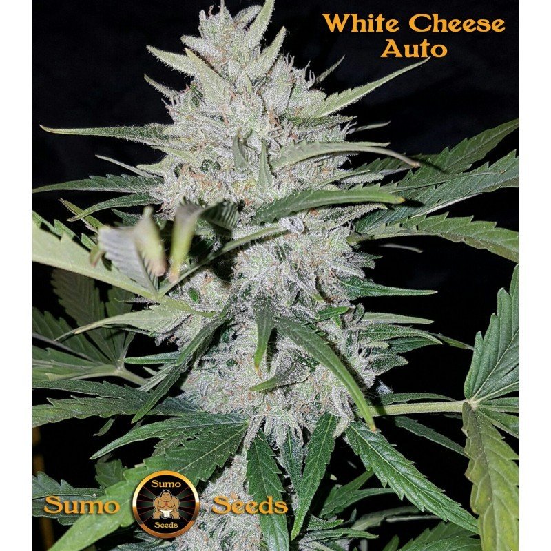Sumo Seeds - White Cheese Auto (auto/fem.)