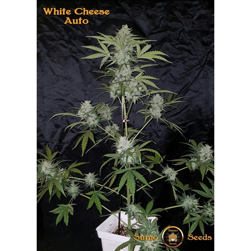 Sumo Seeds - White Cheese Auto (auto/fem.)