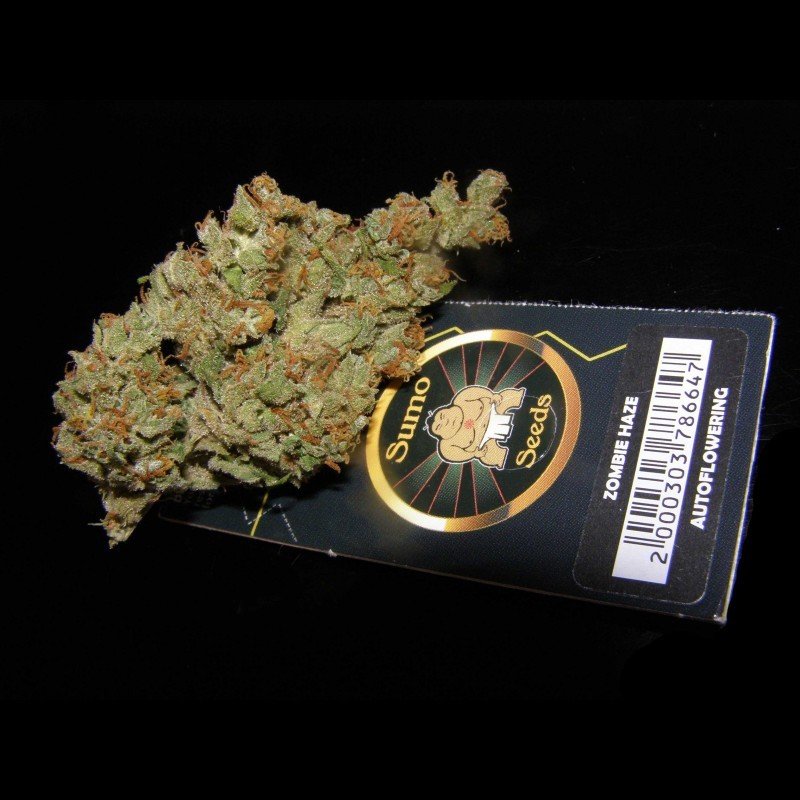 Sumo Seeds - Zombie Haze Auto (auto/fem.)